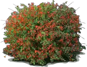 Roślina - Calliandra californica