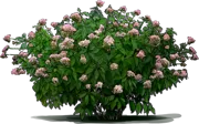 Roślina - Pięknotka amerykańska