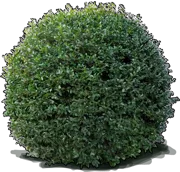 Roślina - Kamelia mała \u0022Bonanza\u0022