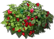 Roślina - Papryka \u0022Trinidad Scorpion Butch T\u0022
