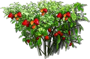 Roślina - Papryka habanero