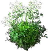 Roślina - Kminek