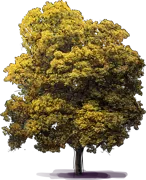 Roślina - Orzesznik pięciolistkowy