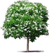 Roślina - Surmia zwyczajna