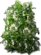Roślina - Dławisz amerykański