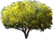 Roślina - Parkinsonia Floryda