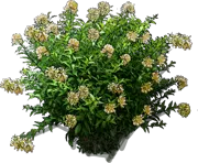 Roślina - Pieczennik Newellii