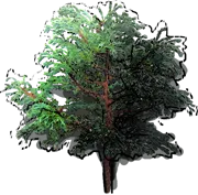 Roślina - Cyprysik groszkowy Boulevard Bonsai
