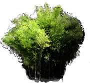 Roślina - Polowiec Bamboo