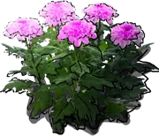 Roślina - Złocień ogrodowy \u0022Orchid Helen\u0022