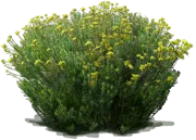 Roślina - Chrysothamnus viscidiflorus