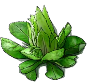 Roślina - Cykoria sałatowa