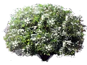 Roślina - Pomarańcza gorzka