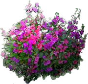 Roślina - Klarkia wytworna