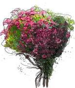 Roślina - Powojnik \u0022Niobe\u0022