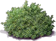 Roślina - Coprosma repens \u0022Marble Queen\u0022