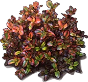 Roślina - Coprosma repens \u0022Tequila Sunrise\u0022