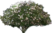Roślina - Lagerstroemia Acoma