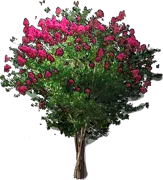 Roślina - Lagerstroemia archeriana