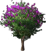 Roślina - Lagerstroemia archeriana