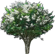 Roślina - Lagerstroemia Natchez