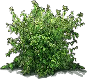Roślina - Dereń rozłogowy \u0022Hedgerow\u0027s Gold\u0022
