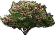 Roślina - Lagerstroemia Tonto