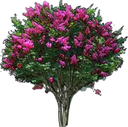 Roślina - Lagerstroemia Tuscarora