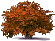 Roślina - Leszczyna amerykańska