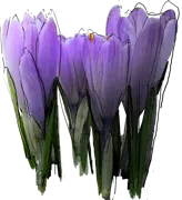 Roślina - Krokus \u0022Purpureus Grandiflorus\u0022