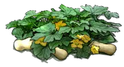 Roślina - Dynia piżmowa