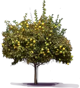 Roślina - Pigwa pospolita jabłkowa \u0022Aromatnaja\u0022