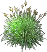 Roślina - Palczatka cytrynowa