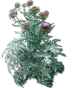 Roślina - Karczoch zwyczajny
