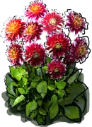 Roślina - Dalia anemonowa