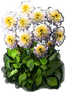 Roślina - Dalia anemonowa