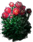 Roślina - Dalia kaktusowa \u0022Akita\u0022