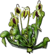 Roślina - Darlingtonia kalifornijska
