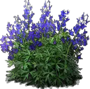 Roślina - Delphinium tricorne