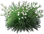 Roślina - Dietes dwubarwna
