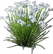Roślina - Dietes wielkokwiatowe