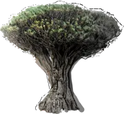 Roślina - Dracena smocza