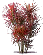 Roślina - Dracena obrzeżona \u0022Colorama\u0022