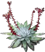 Roślina - Dudleya pulverulenta