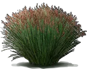 Roślina - Elegia tectorum