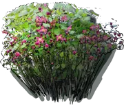 Roślina - Epimedium czerwone