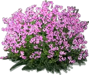 Roślina - Wrzosiec szary \u0022Pink Ice\u0022