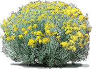 Roślina - Ericameria nauseosa