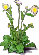 Roślina - Erigeron pulchellus