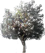 Roślina - Eukaliptus Macrocarpa